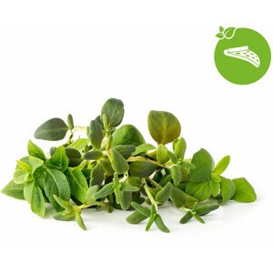 Click and Grow Smart Garden sazenice mix italských bylin - PPMIPX9