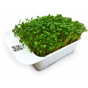 Microgreens by Leaf Learn řeřicha - MLL0001