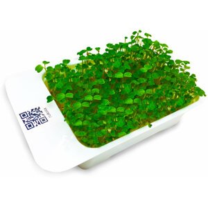 Microgreens by Leaf Learn rukola setá - MLL0002