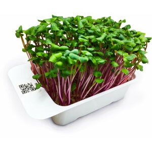 Microgreens by Leaf Learn ředkev China Rose - MLL0003