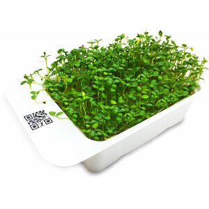 Microgreens by Leaf Learn jetel - MLL0008