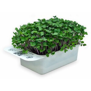 Microgreens by Leaf Learn kedluben - MLL0009