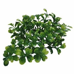 Lucky Reptile Turtle Plants Bacopa cca 40 cm; FP-64544