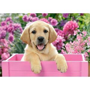 CASTORLAND Puzzle Labrador v růžovém boxu 300 dílků; 115109